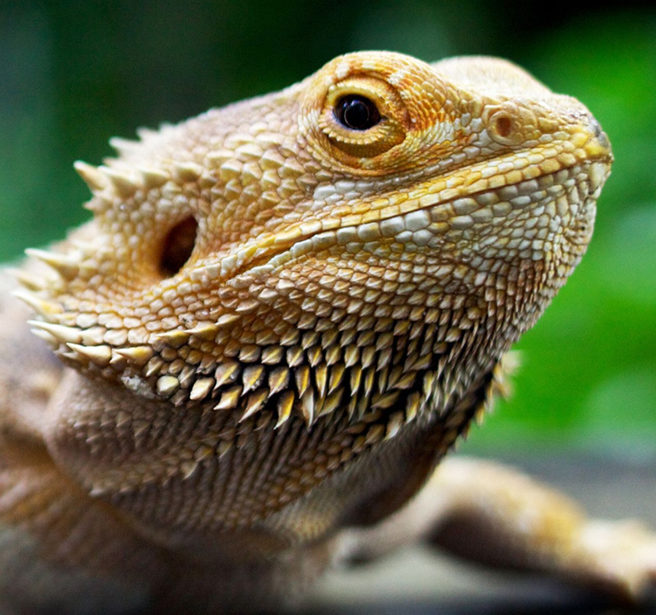 Bearded Dragons